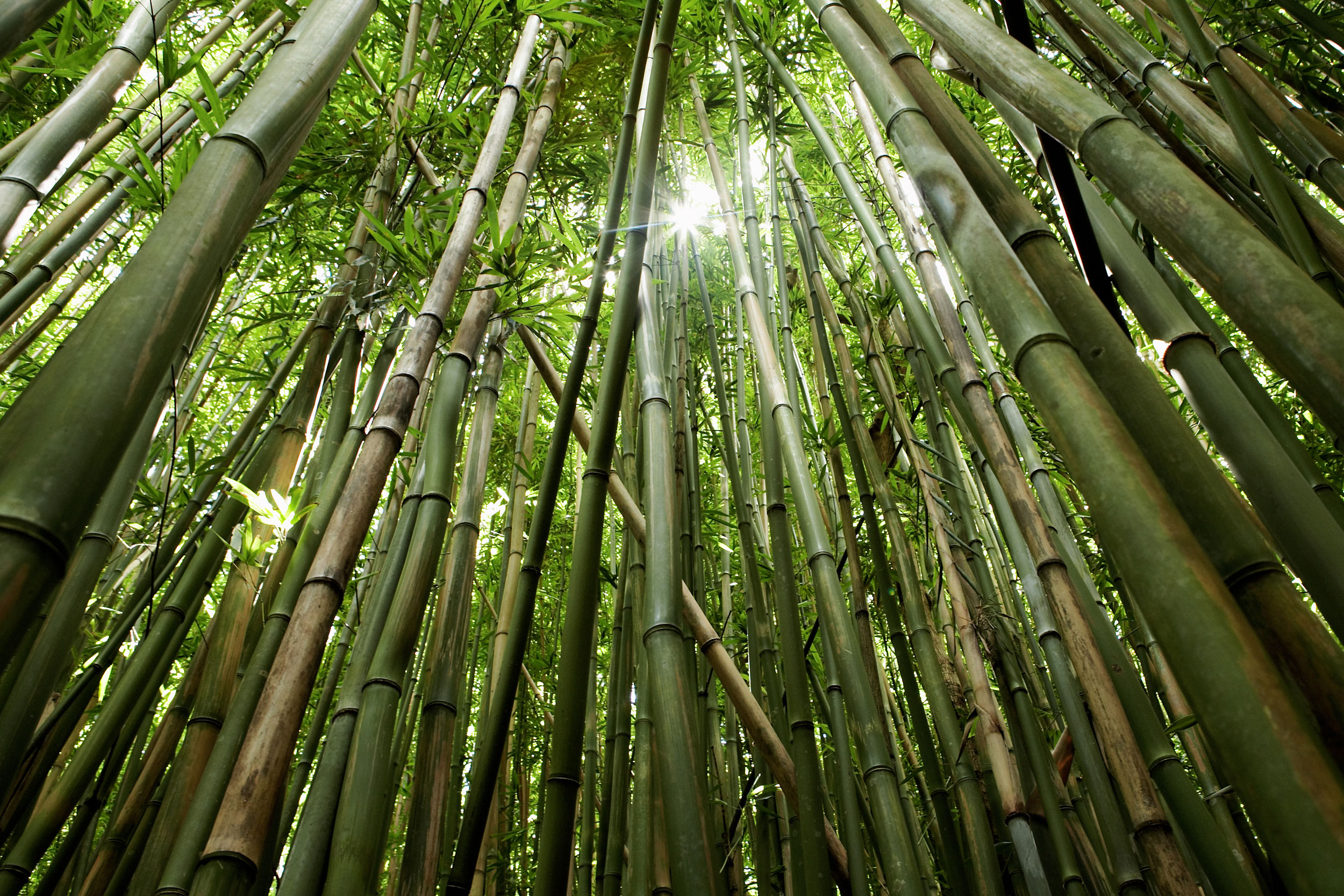 200415web-049-bamboo_forest-02
